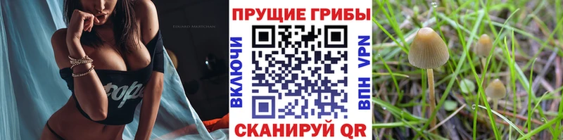 Галлюциногенные грибы Cubensis  Поронайск 
