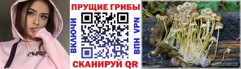 Галлюциногенные грибы Psilocybe Поронайск